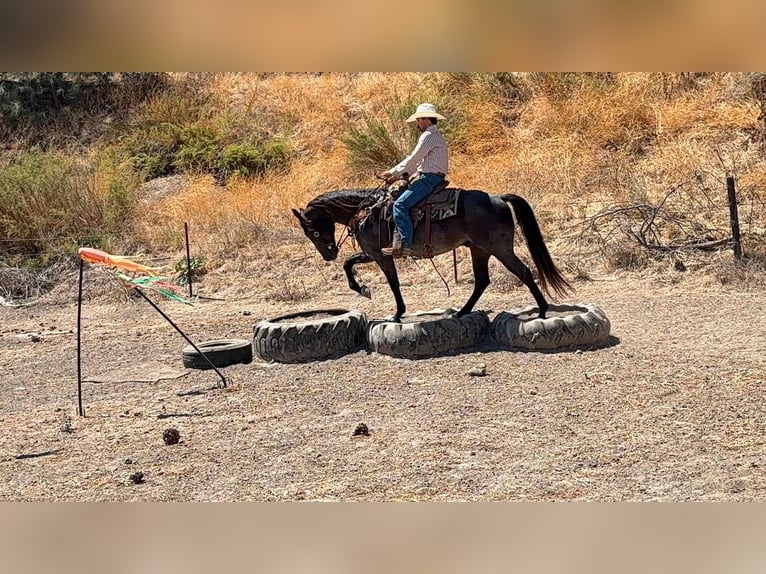 Caballo cuarto de milla Caballo castrado 5 años Buckskin/Bayo in Tres Pinos