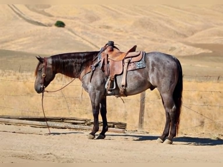 Caballo cuarto de milla Caballo castrado 5 años Buckskin/Bayo in Tres Pinos