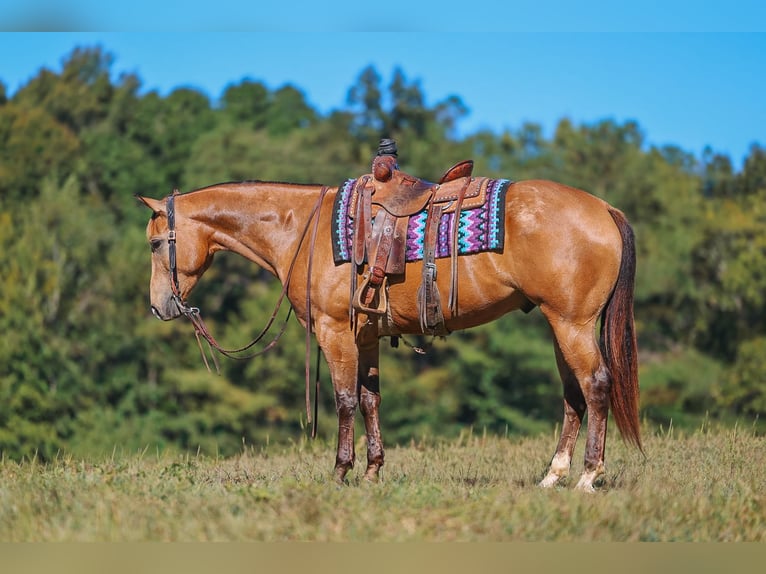 Caballo cuarto de milla Caballo castrado 5 años Buckskin/Bayo in Lyles
