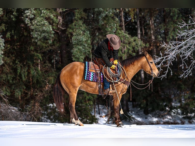 Caballo cuarto de milla Caballo castrado 5 años Buckskin/Bayo in Lyles