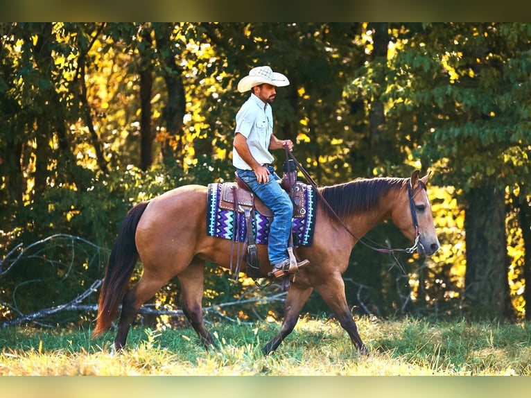 Caballo cuarto de milla Caballo castrado 5 años Buckskin/Bayo in Lyles