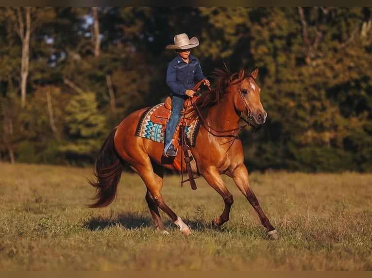 Caballo cuarto de milla Caballo castrado 5 años Buckskin/Bayo in Lyles