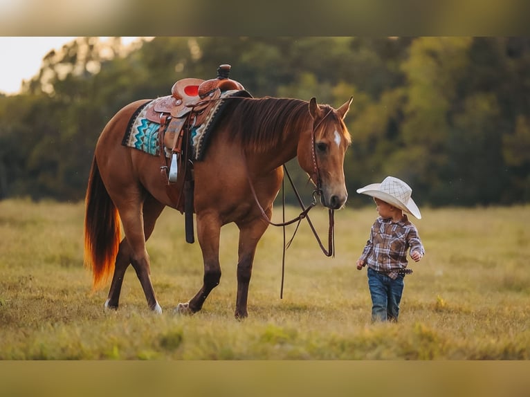 Caballo cuarto de milla Caballo castrado 5 años Buckskin/Bayo in Lyles