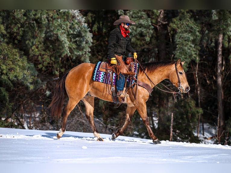 Caballo cuarto de milla Caballo castrado 5 años Buckskin/Bayo in Lyles