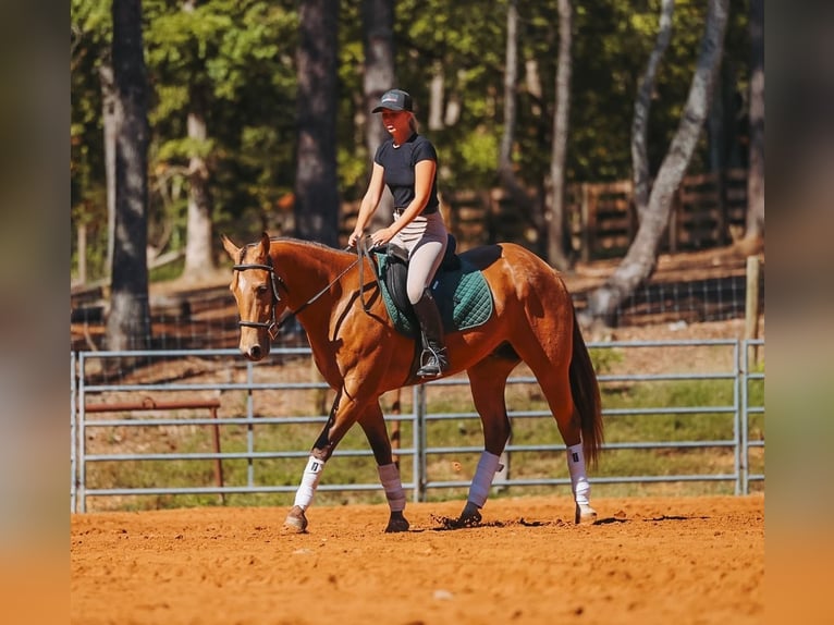 Caballo cuarto de milla Caballo castrado 5 años Buckskin/Bayo in Lyles