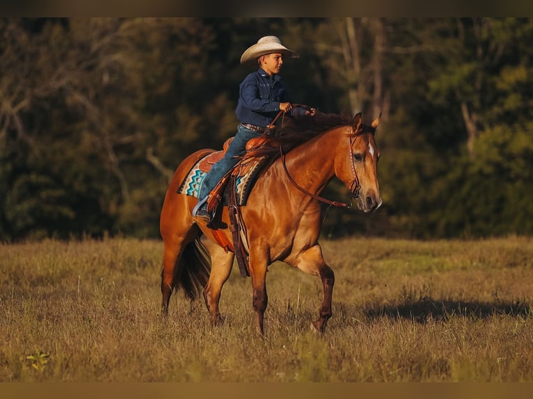 Caballo cuarto de milla Caballo castrado 5 años Buckskin/Bayo in Lyles