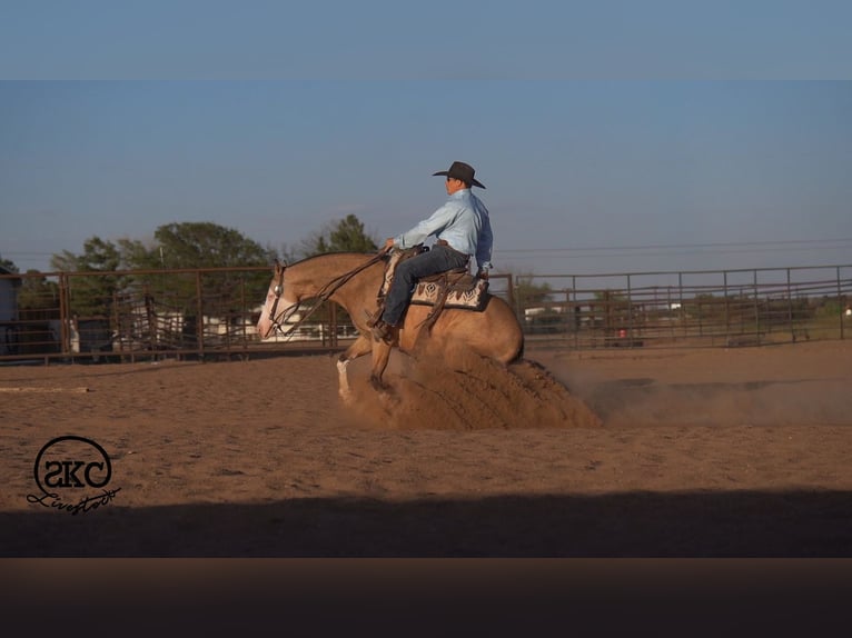 Caballo cuarto de milla Caballo castrado 5 años Buckskin/Bayo in Canyon