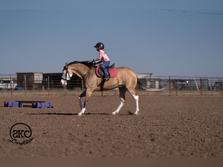 Caballo cuarto de milla Caballo castrado 5 años Buckskin/Bayo in Canyon