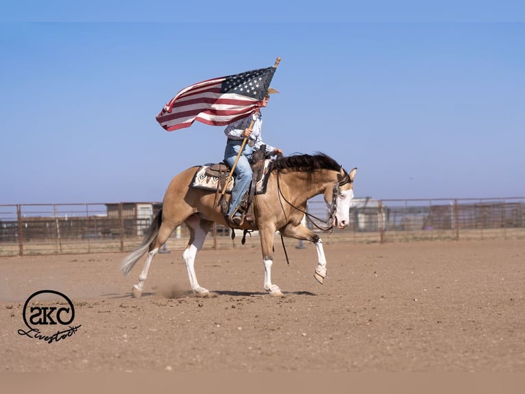 Caballo cuarto de milla Caballo castrado 5 años Buckskin/Bayo in Canyon