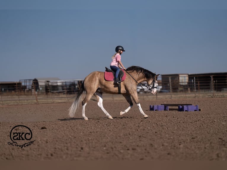 Caballo cuarto de milla Caballo castrado 5 años Buckskin/Bayo in Canyon