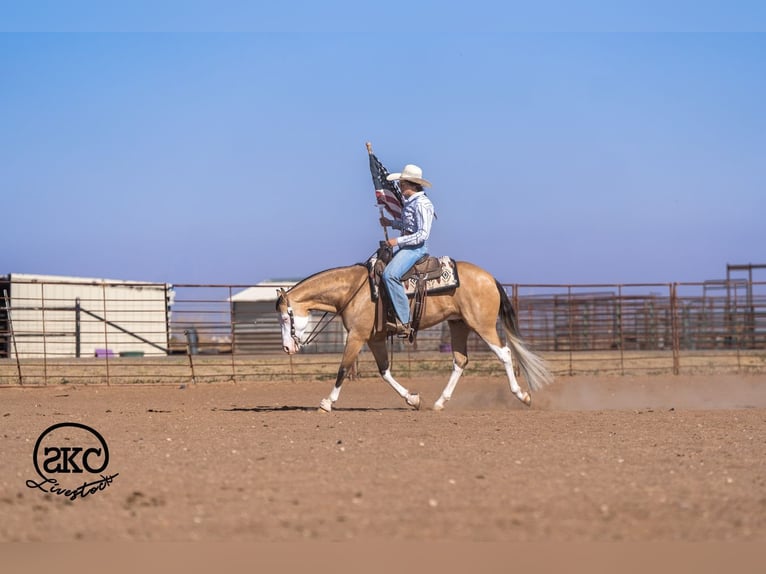 Caballo cuarto de milla Caballo castrado 5 años Buckskin/Bayo in Canyon