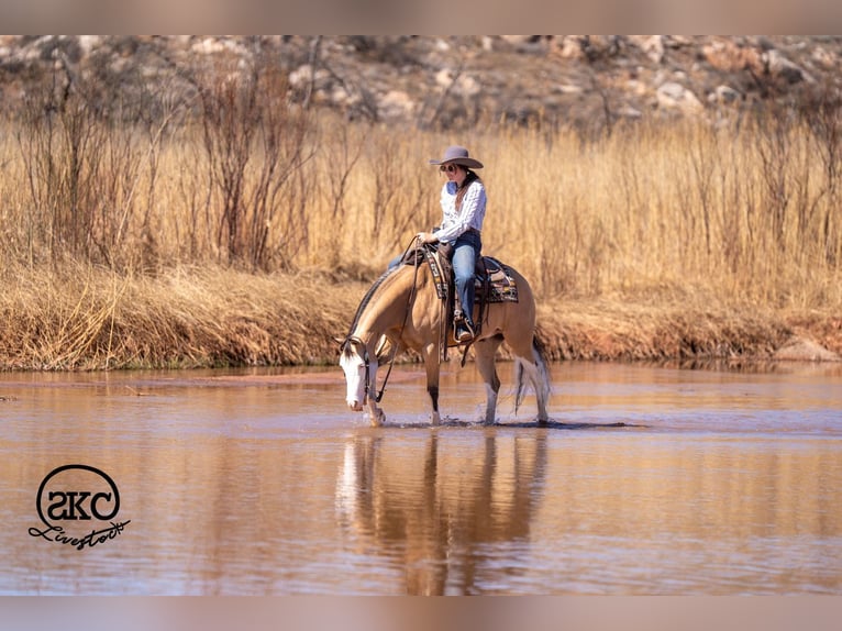 Caballo cuarto de milla Caballo castrado 5 años Buckskin/Bayo in Canyon