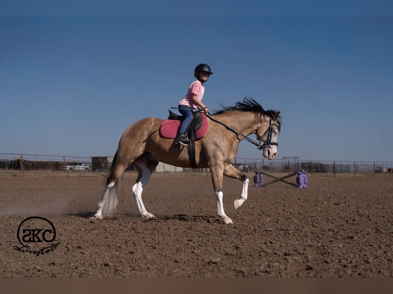Caballo cuarto de milla Caballo castrado 5 años Buckskin/Bayo in Canyon