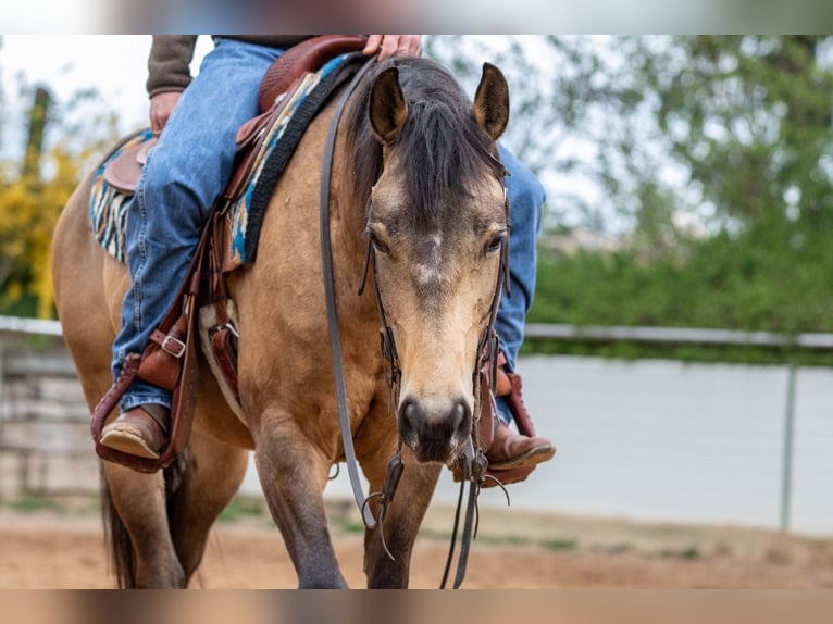Caballo cuarto de milla Caballo castrado 5 años Buckskin/Bayo in Ehingen