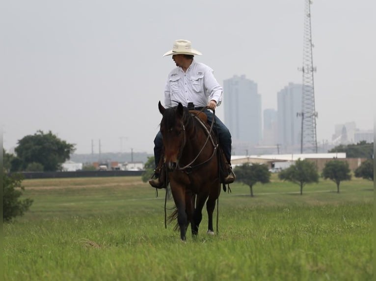 Caballo cuarto de milla Caballo castrado 5 años Castaño rojizo in Wetherford TX