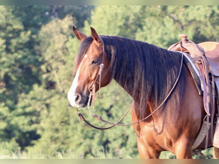 Caballo cuarto de milla Caballo castrado 5 años Castaño rojizo in De Kalb