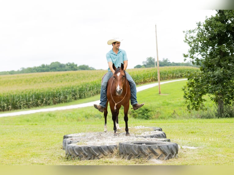 Caballo cuarto de milla Caballo castrado 5 años Castaño rojizo in Lewistown