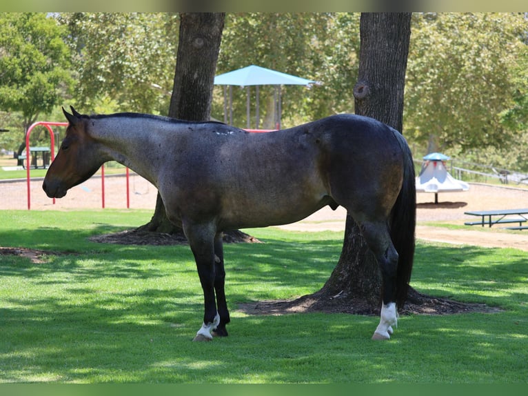 Caballo cuarto de milla Caballo castrado 5 años Castaño-ruano in Norco