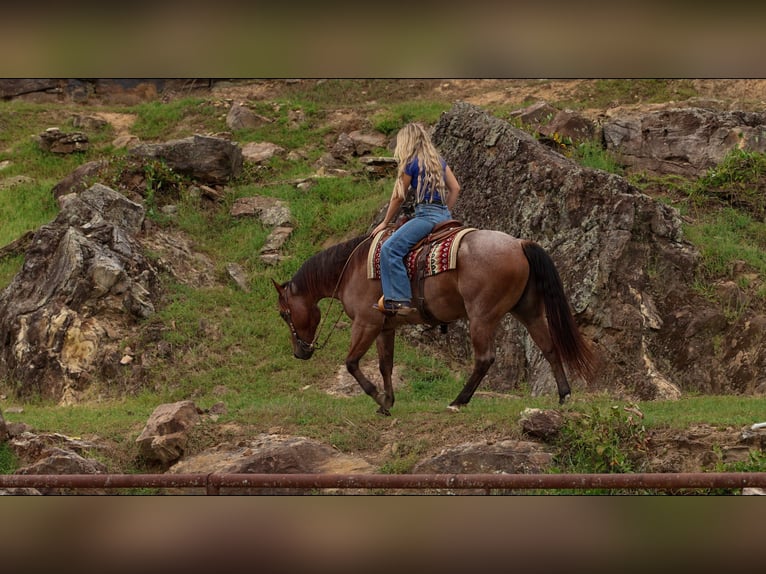 Caballo cuarto de milla Caballo castrado 5 años Castaño-ruano in Quitman