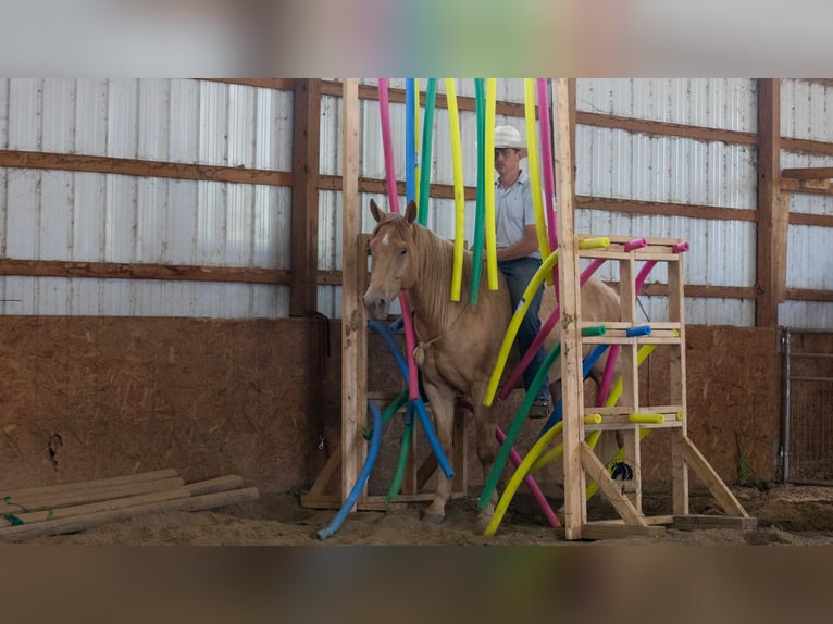 Caballo cuarto de milla Caballo castrado 5 años Champán in Fredericksburg