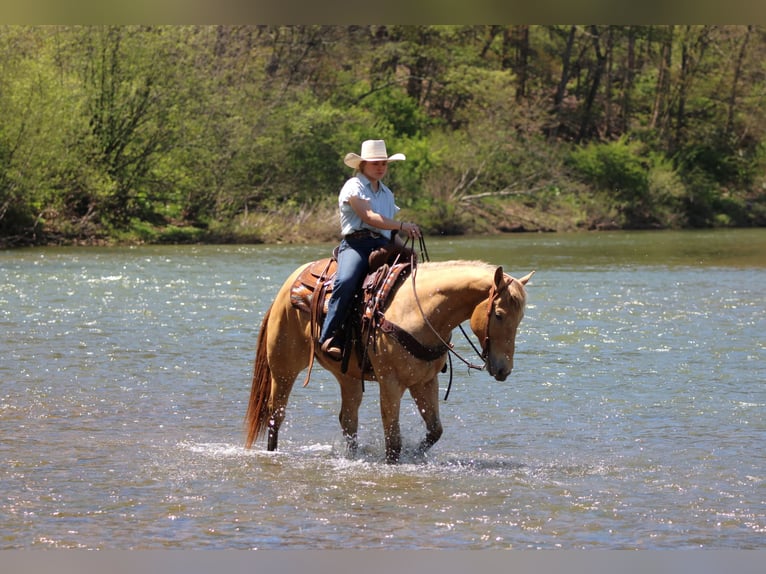 Caballo cuarto de milla Caballo castrado 5 años Champán in Clarion