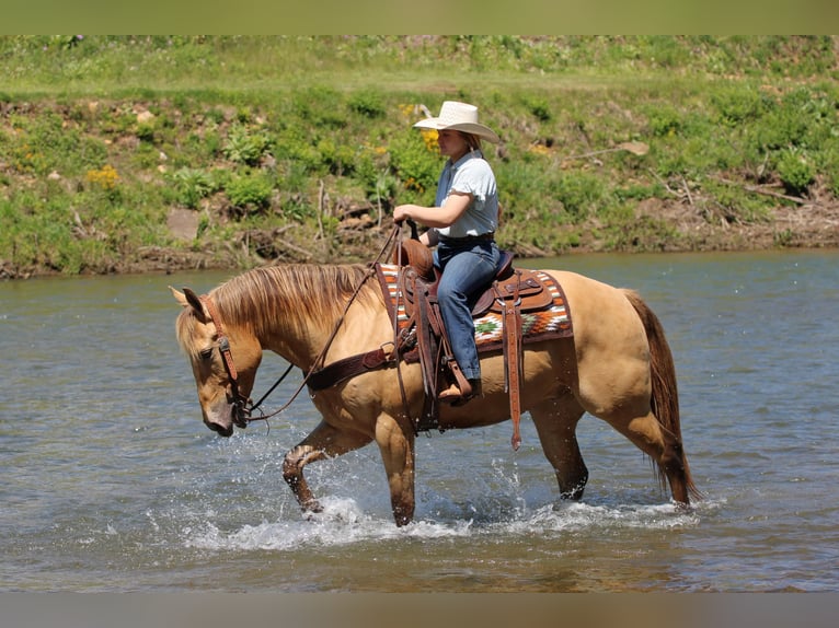 Caballo cuarto de milla Caballo castrado 5 años Champán in Clarion