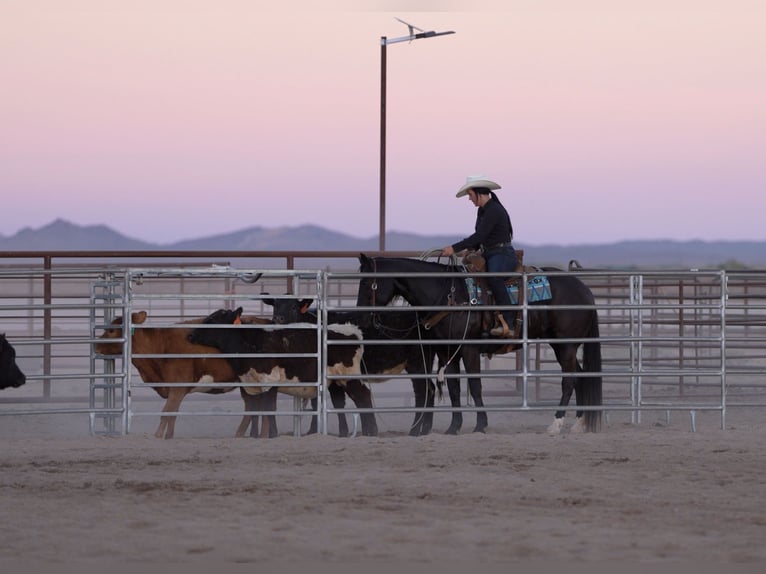 Caballo cuarto de milla Caballo castrado 5 años Negro in Nevis