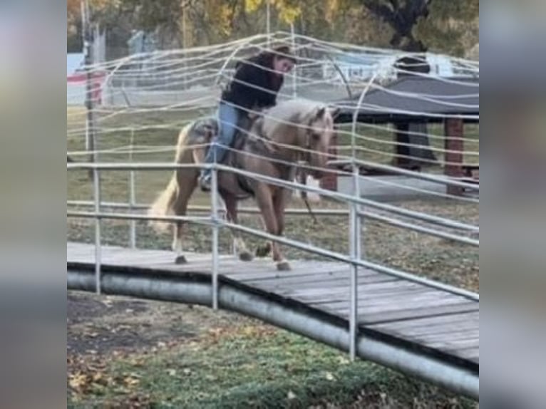 Caballo cuarto de milla Caballo castrado 5 años Palomino in Lisbon