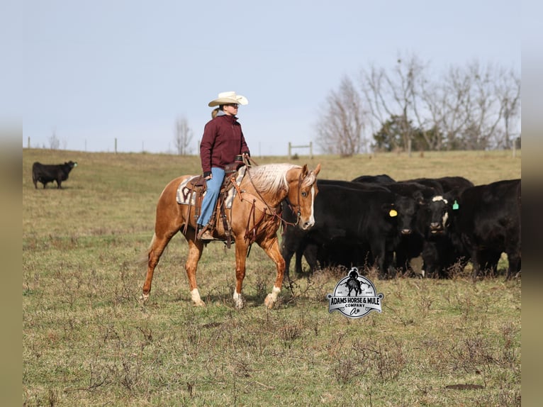 Caballo cuarto de milla Caballo castrado 5 años Palomino in Wickenburg