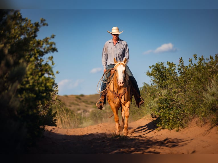 Caballo cuarto de milla Caballo castrado 5 años Palomino in Amarillo