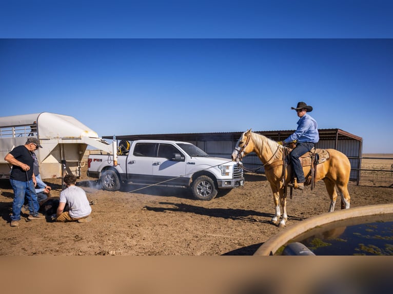 Caballo cuarto de milla Caballo castrado 5 años Palomino in Amarillo
