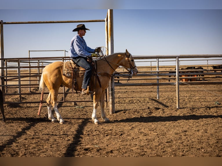 Caballo cuarto de milla Caballo castrado 5 años Palomino in Amarillo