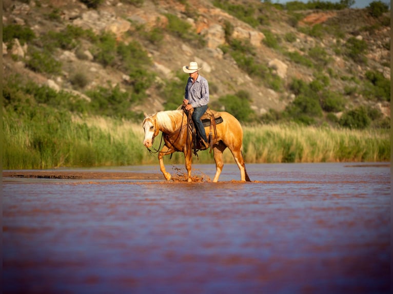 Caballo cuarto de milla Caballo castrado 5 años Palomino in Amarillo