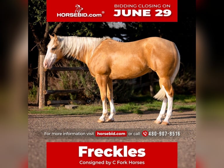 Caballo cuarto de milla Caballo castrado 5 años Palomino in Amarillo