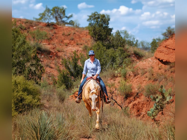 Caballo cuarto de milla Caballo castrado 5 años Palomino in Amarillo