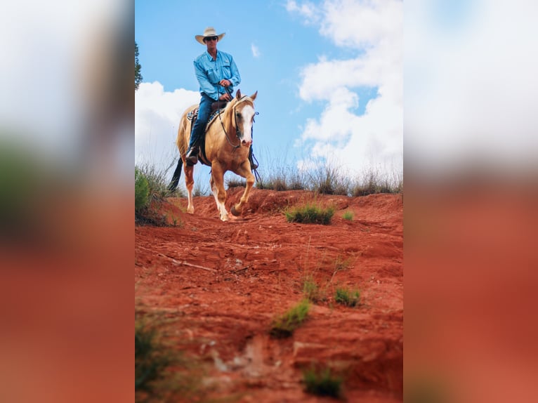 Caballo cuarto de milla Caballo castrado 5 años Palomino in Amarillo