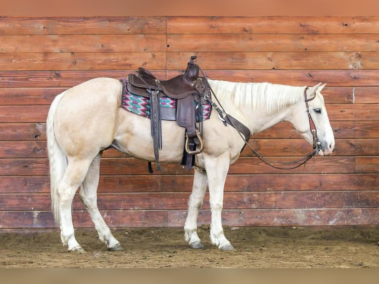 Caballo cuarto de milla Caballo castrado 5 años Palomino in Clarion