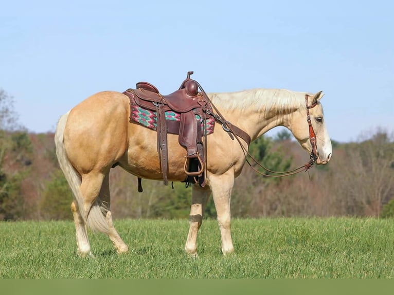 Caballo cuarto de milla Caballo castrado 5 años Palomino in Clarion