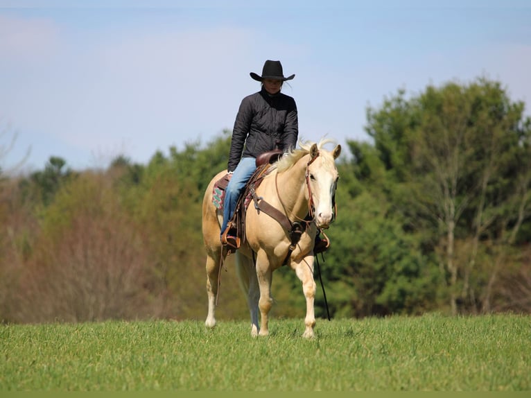 Caballo cuarto de milla Caballo castrado 5 años Palomino in Clarion