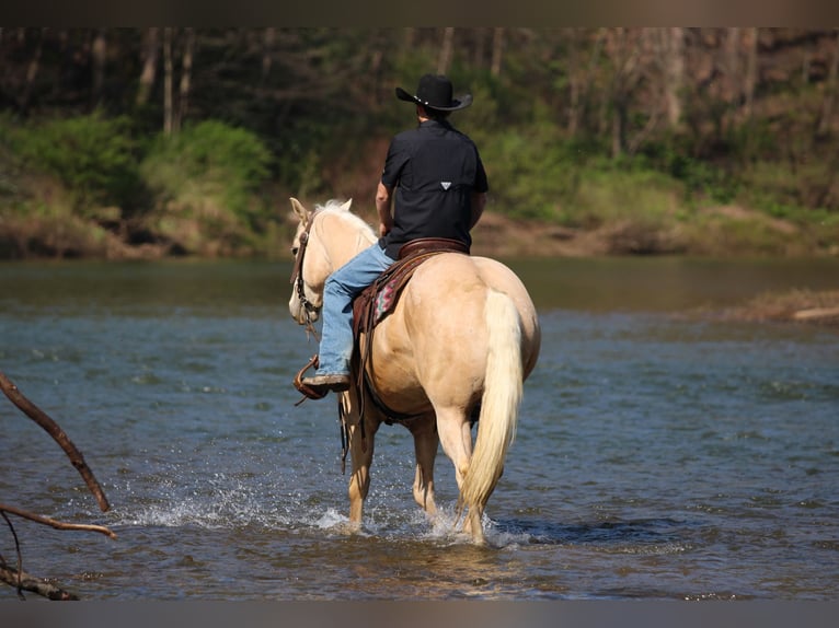 Caballo cuarto de milla Caballo castrado 5 años Palomino in Clarion