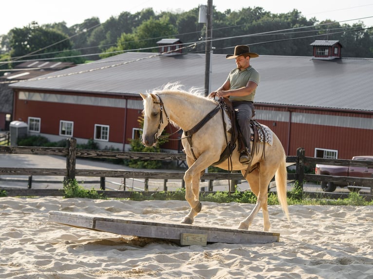 Caballo cuarto de milla Caballo castrado 5 años Palomino in Honey Brook