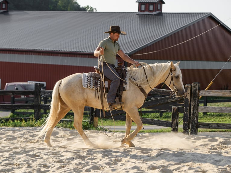 Caballo cuarto de milla Caballo castrado 5 años Palomino in Honey Brook