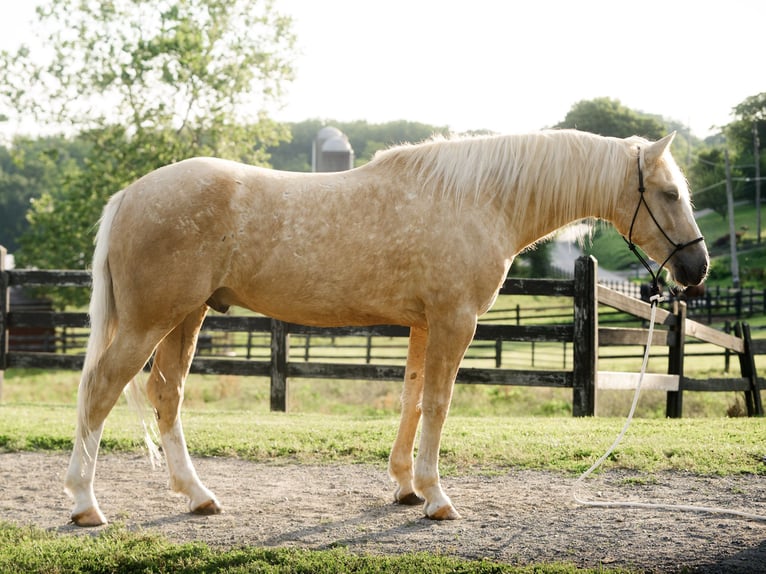 Caballo cuarto de milla Caballo castrado 5 años Palomino in Honey Brook