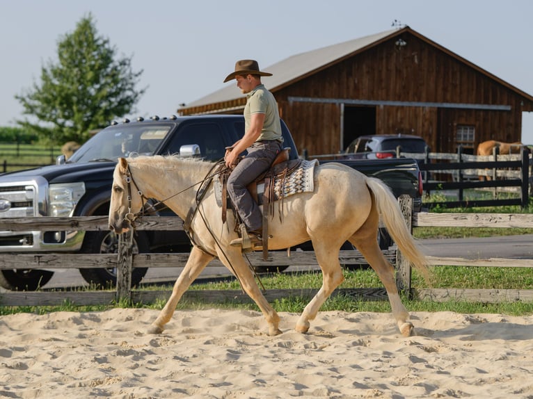 Caballo cuarto de milla Caballo castrado 5 años Palomino in Honey Brook