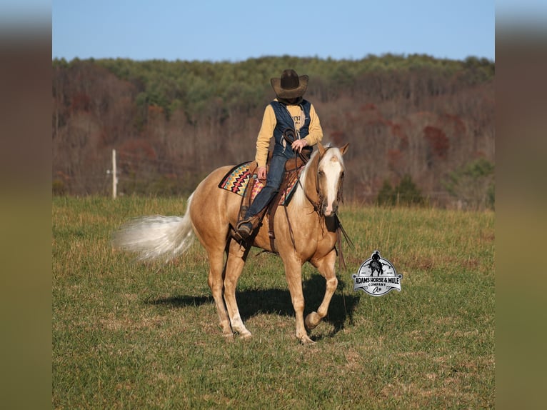 Caballo cuarto de milla Caballo castrado 5 años Palomino in Mount Vernon