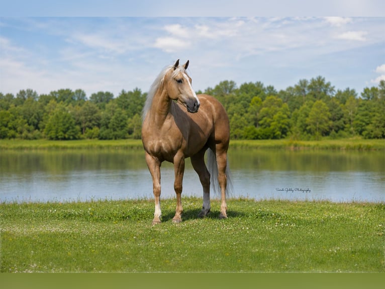 Caballo cuarto de milla Caballo castrado 5 años Palomino in Oelwein