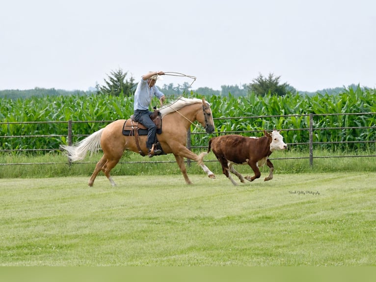 Caballo cuarto de milla Caballo castrado 5 años Palomino in Oelwein