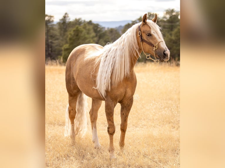 Caballo cuarto de milla Caballo castrado 5 años Palomino in Elbert