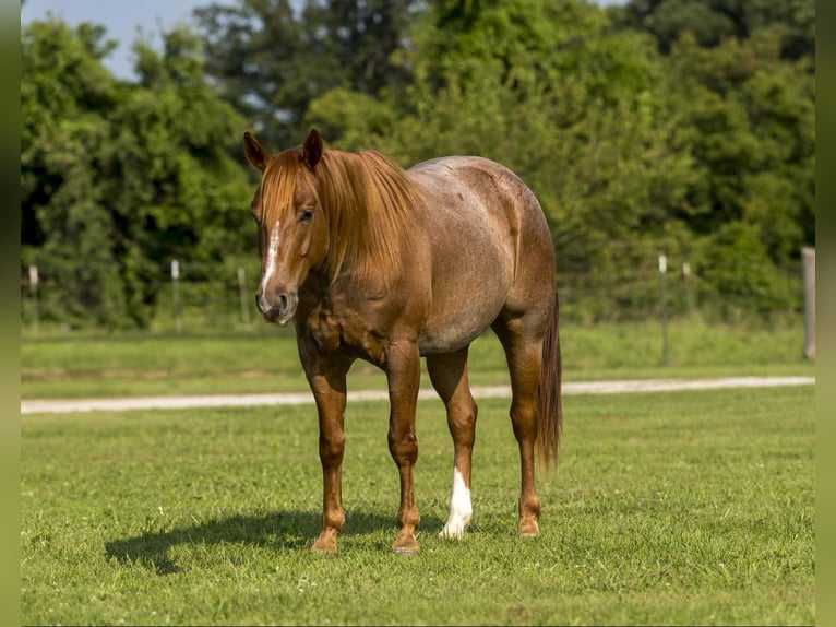 Caballo cuarto de milla Caballo castrado 5 años Ruano alazán in Canyon TX