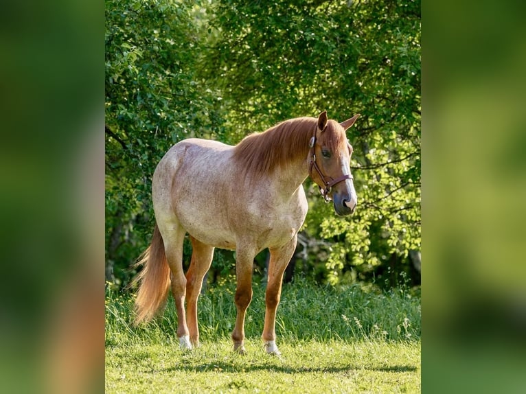 Caballo cuarto de milla Caballo castrado 5 años Ruano alazán in Everett PA